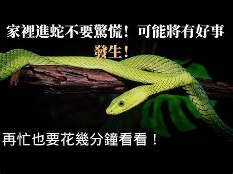 家裡出現蛇代表|【家裡出現蛇代表什麼】家裡出現蛇代表什麼？不能忽。